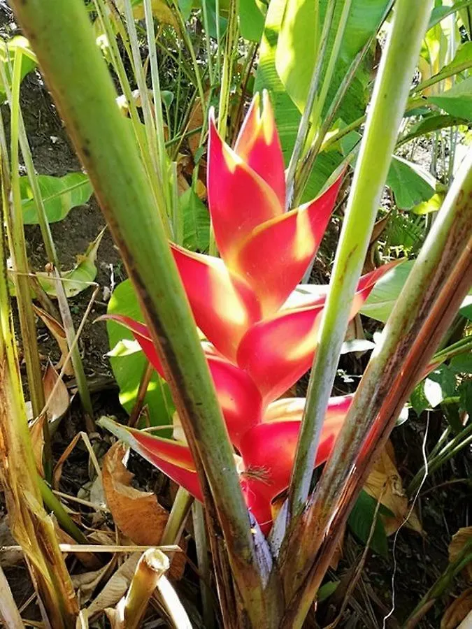 Gites Les Lodges Des Hauts De Deshaies Bungalow Aruba 0*,  Guadeloupe